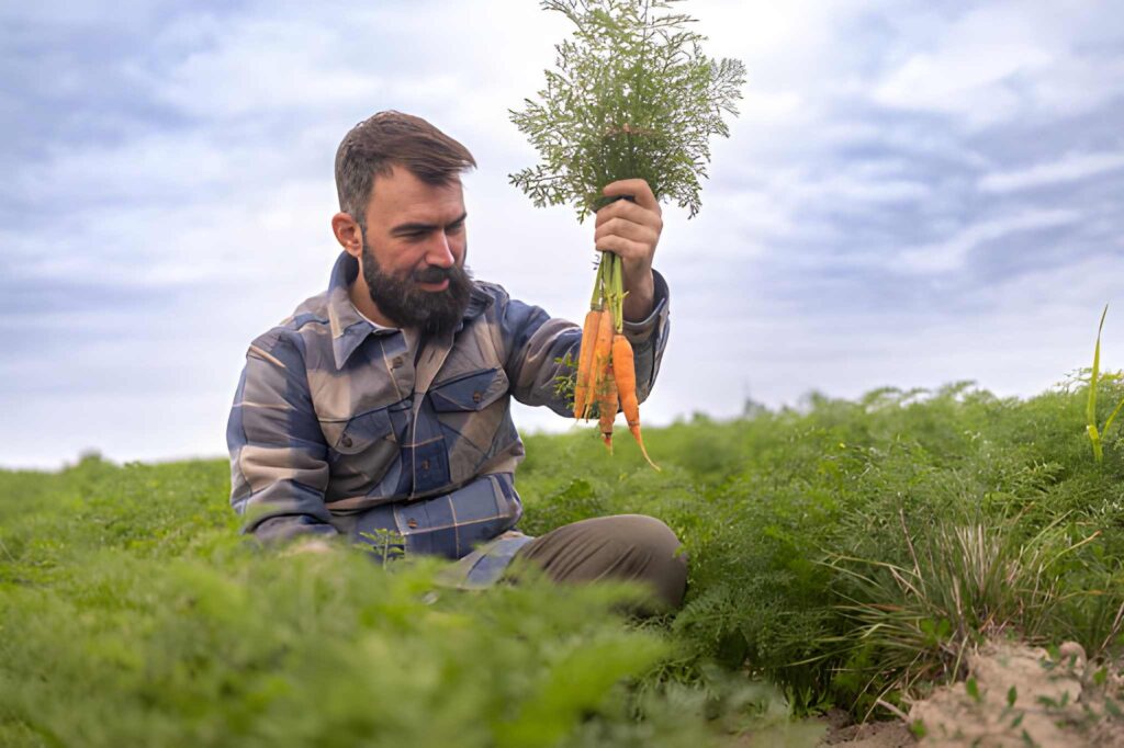 Eye-level view of a farmer harvesting fresh organic carrots in an agricultural field