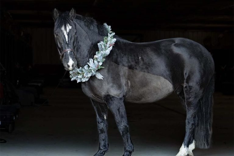 Black horse with necklace, before Deep Etching