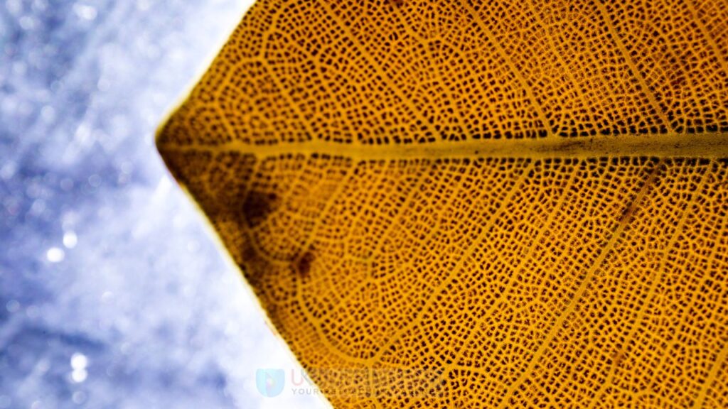 Close-up of vibrant yellow leaf with detailed vein patterns against a softly blurred background, demonstrating sharp focus and color enhancement in product photo editing trends.